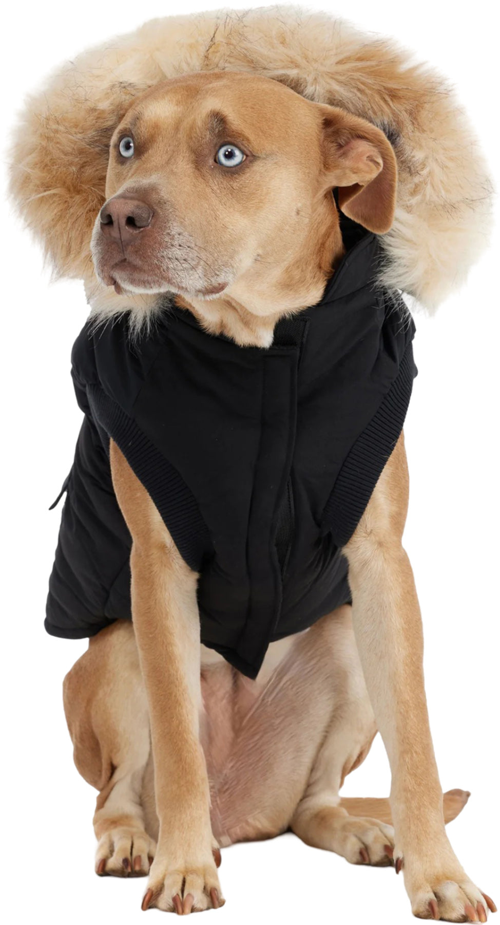 Zeus Faux Fur Trim Jacket for Dogs