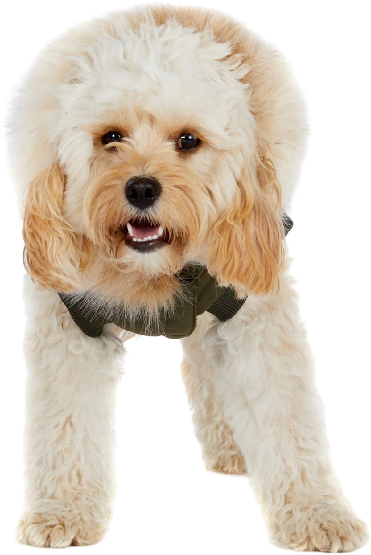 Zeus Faux Fur Trim Jacket for Dogs