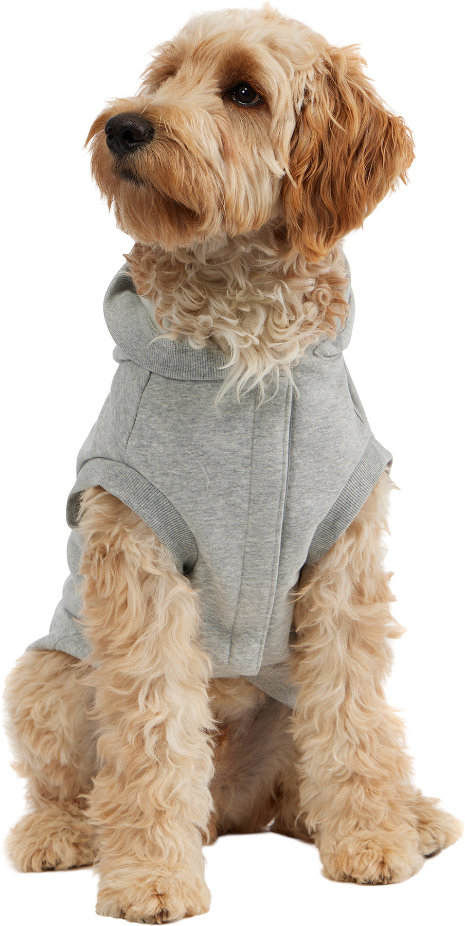 Dash Hoodie for Dogs