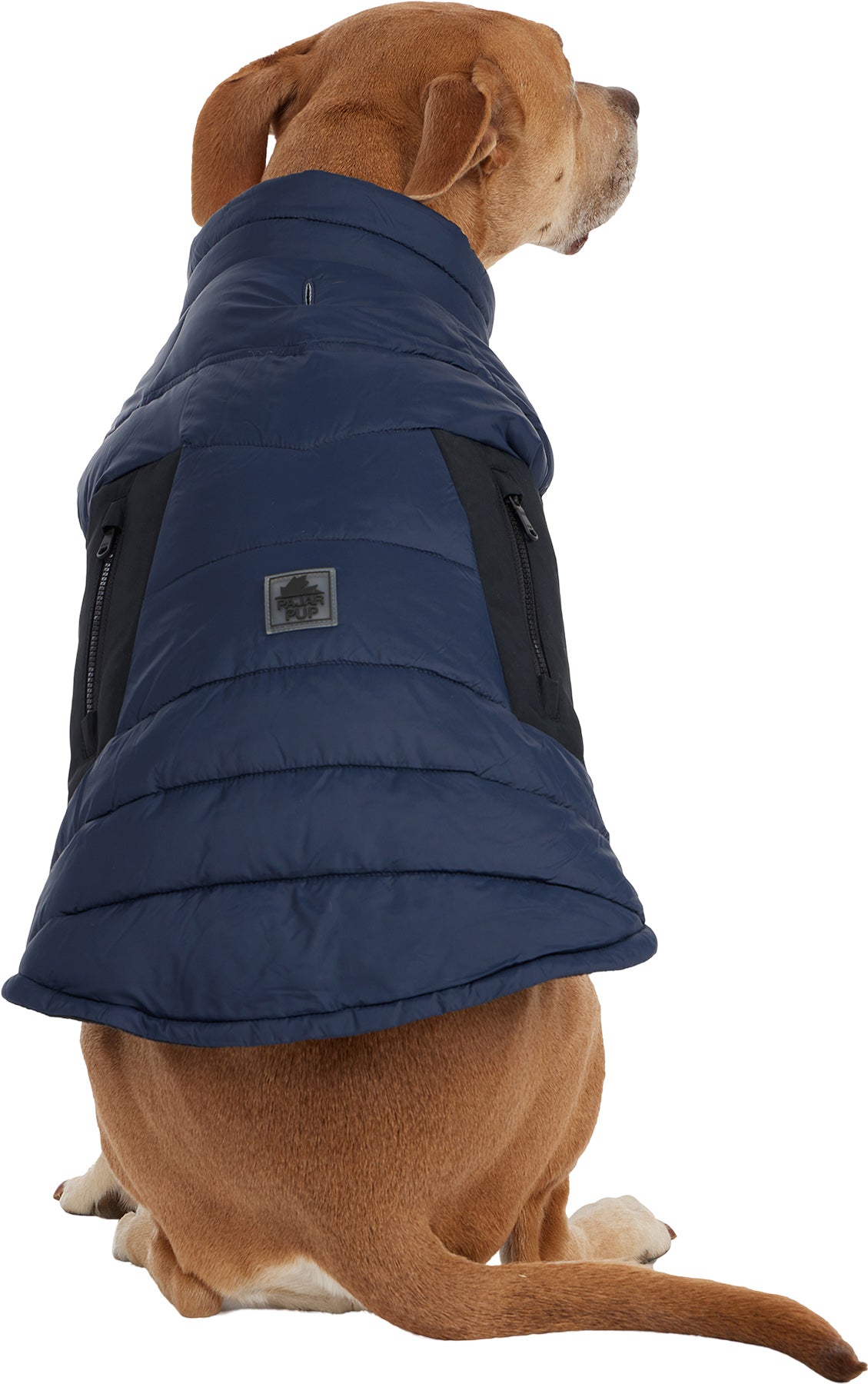 Beau Jacket with Leash Attachment for Dogs