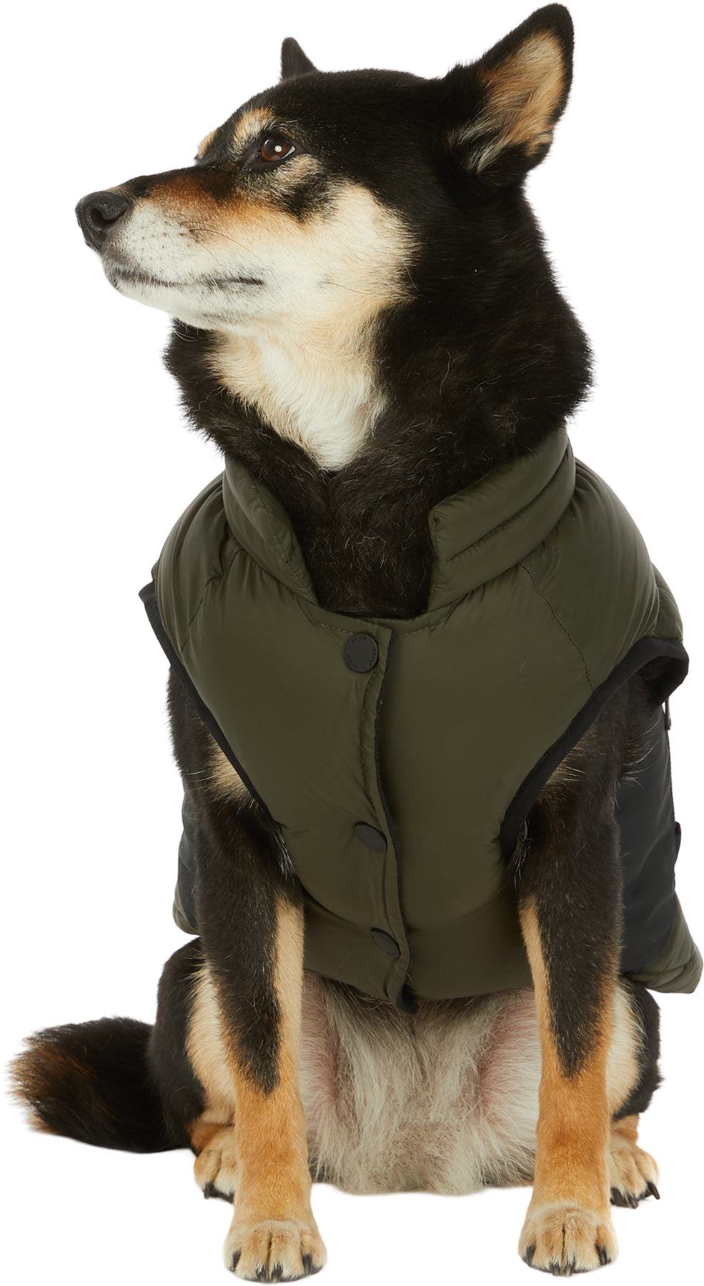 Beau Jacket with Leash Attachment for Dogs