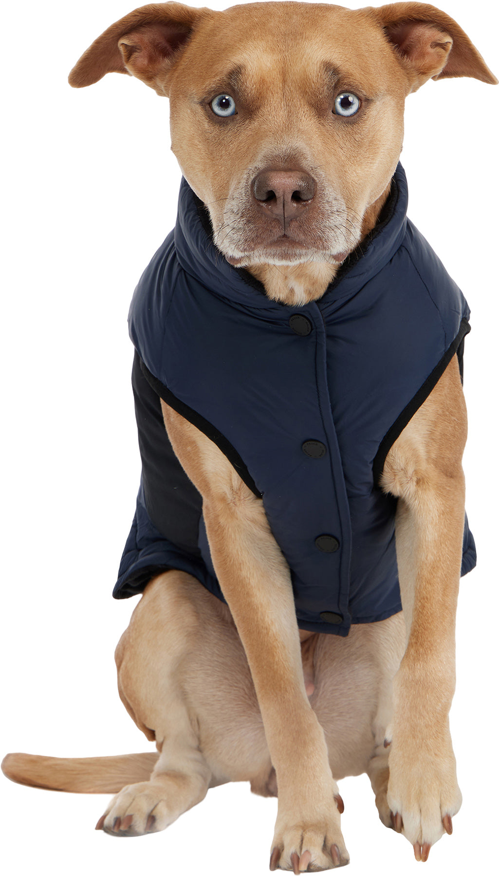 Beau Jacket with Leash Attachment for Dogs