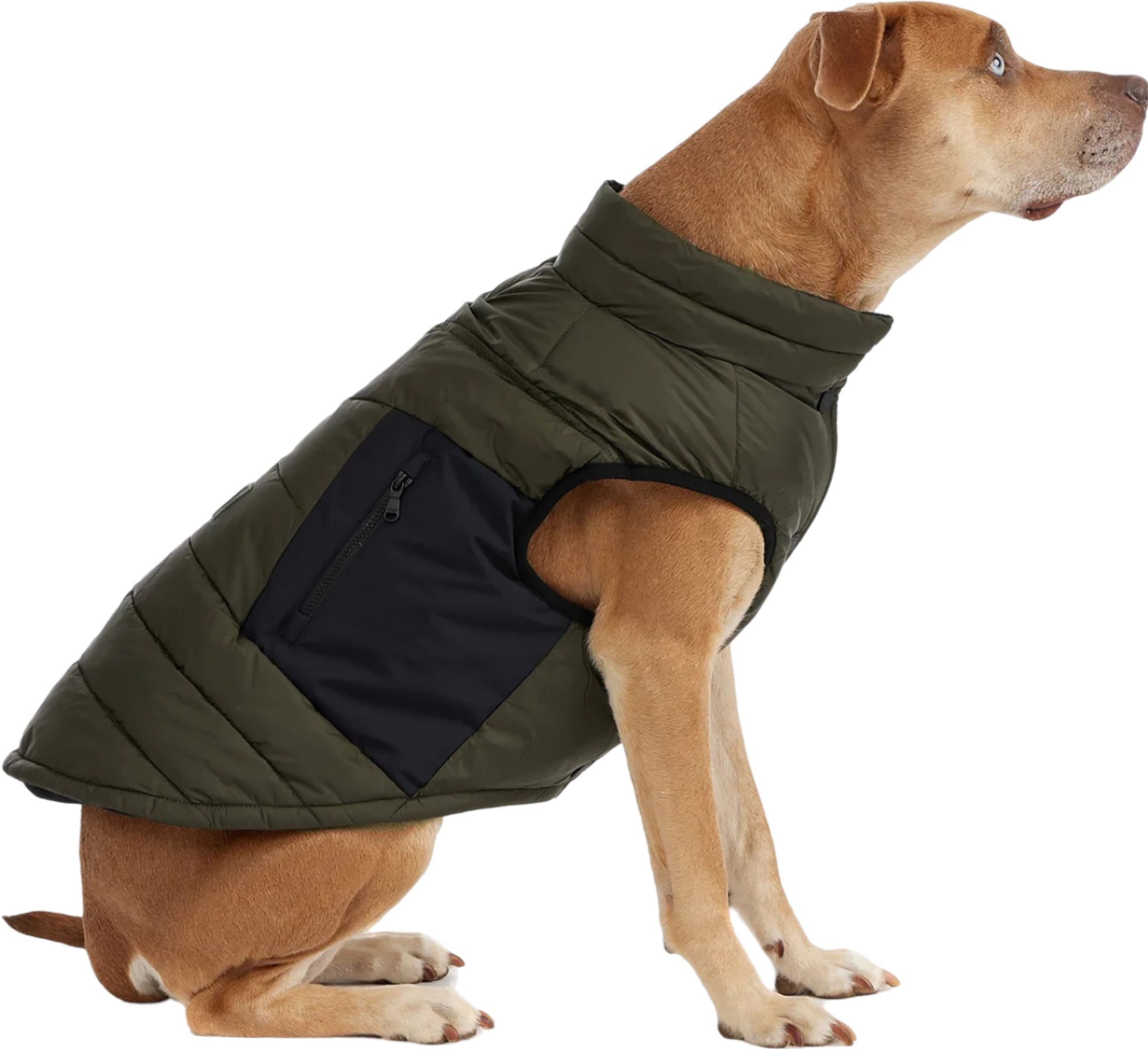 Beau Jacket with Leash Attachment for Dogs