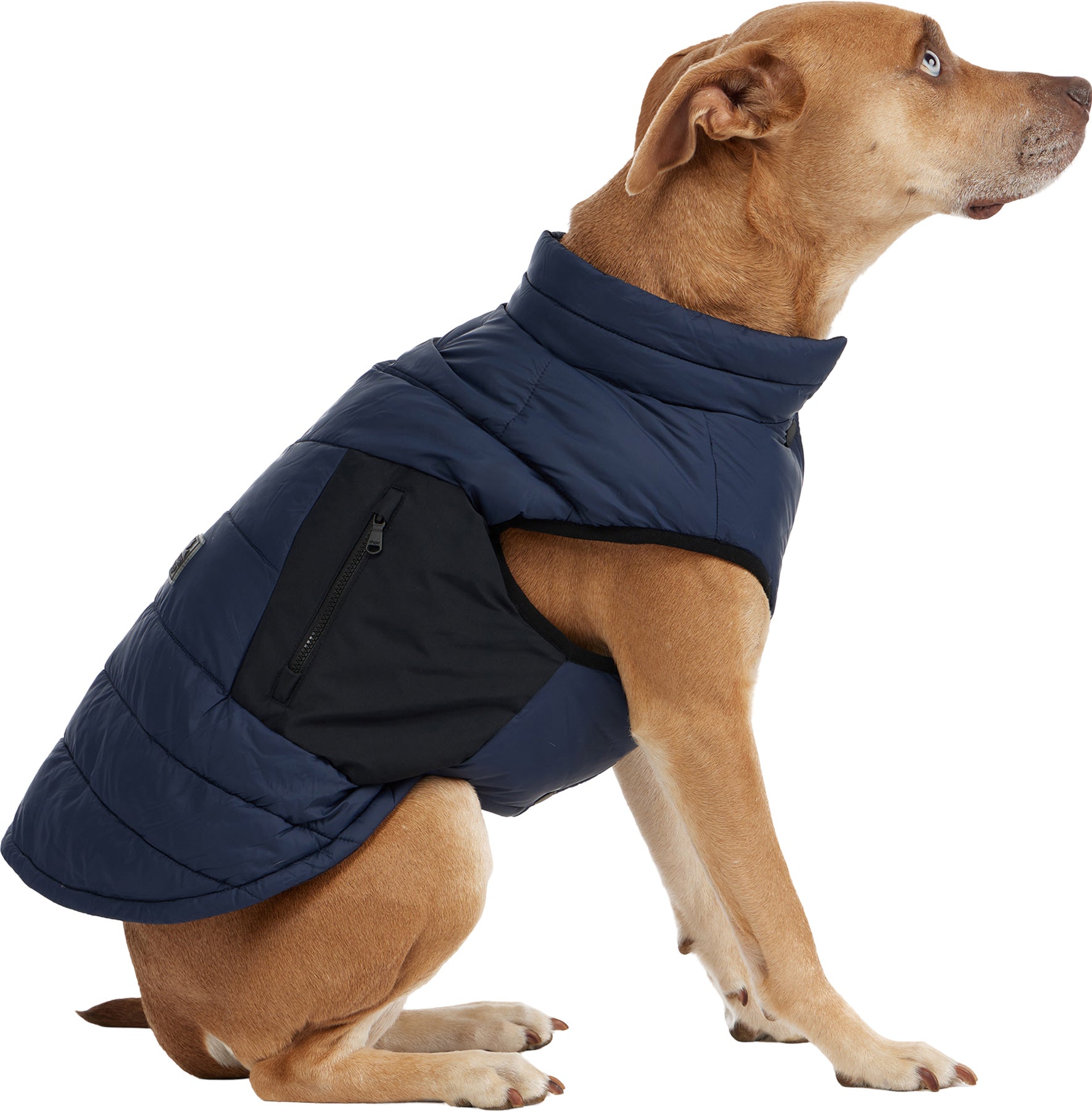 Beau Jacket with Leash Attachment for Dogs