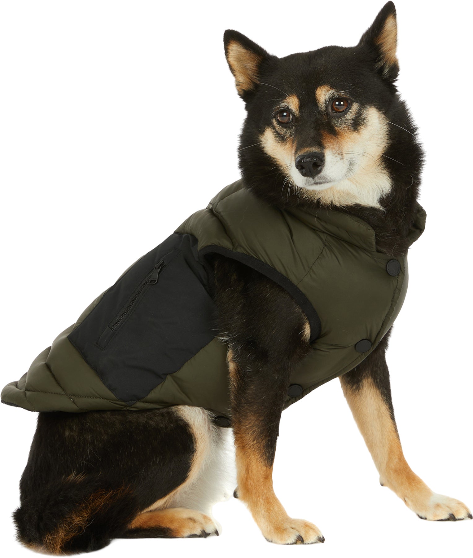 Beau Jacket with Leash Attachment for Dogs
