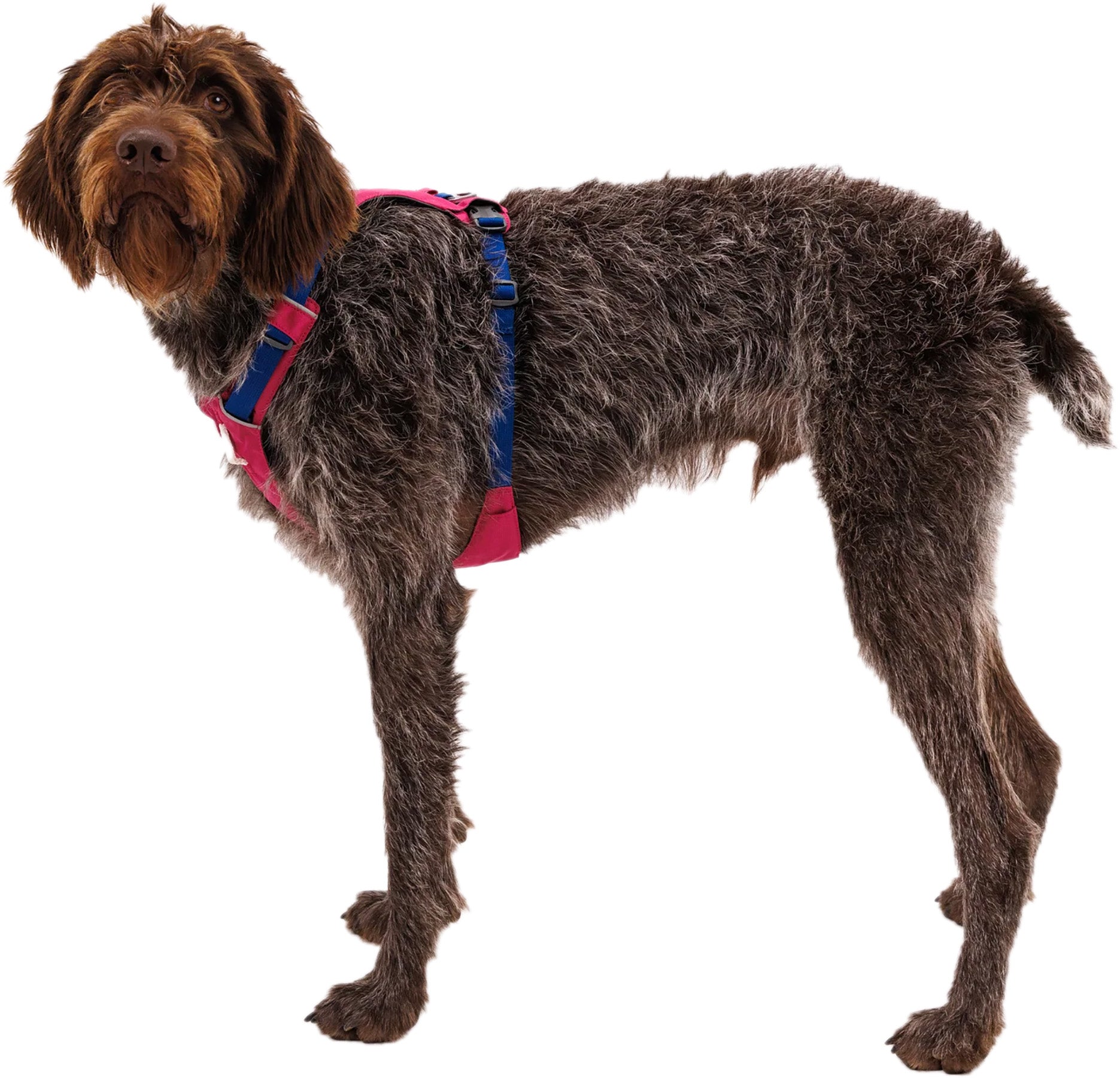 Hi and Light Lightweight Dog Harness